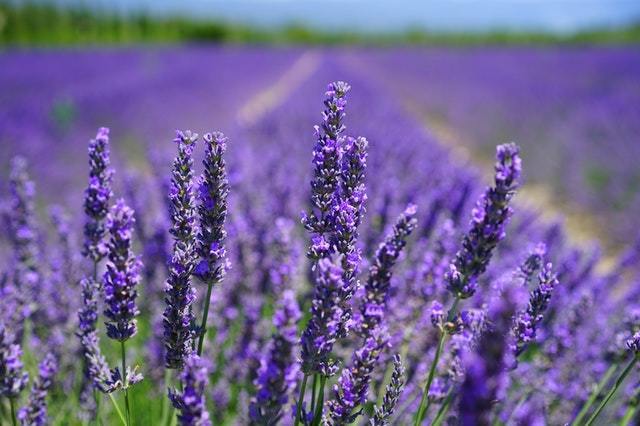 Lavender - one of the star ingredients!